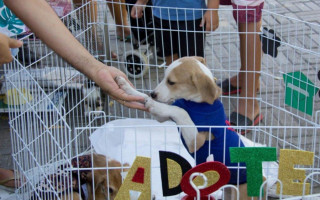 O evento reunirá cerca de 60 animais resgatados (40 cães e 20 gatos)