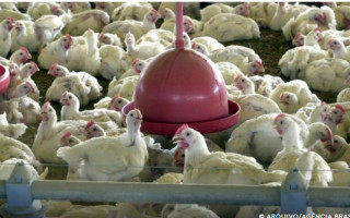 Equipe da Adapec em ação durante coleta de amostras em granja comercial: agilidade nos testes descartou gripe aviária em 48h.