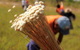 Licença é fundamental para conservação e preservação do capim-dourado e do buriti 