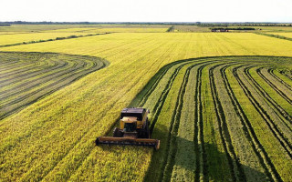 Produção de arroz no Tocantins abastece o mercado interno e exporta para o Norte e o Nordeste