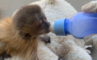  Os animais receberam alimentação adequada a cada espécie