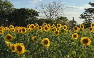 Girassol do Meu Tocantins