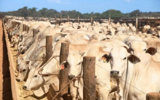 Tocantins tem 11,6 milhões de cabeças de gado.