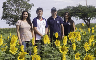 omplexo de Ciências Agrárias (CCA) da Unitins se colore com floração dos girassóis da pesquisa