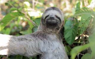 Com o contato direto, há também o risco de contaminação por doenças como tuberculose e tétano, além da transmissão de doenças de humanos para animais