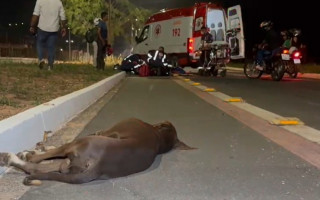 Cachorro morreu no local; equipes do Samu prestaram socorro às vítimas do acidente na Via Norte, em Araguaína.
