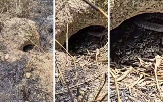 Menino encontrou ninho de cobras cascavel 