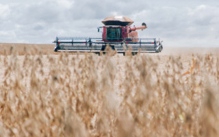 Soja se destaca com crescimento de 32,7% na safra 2024/2025, chegando a 5,35 milhões de toneladas.