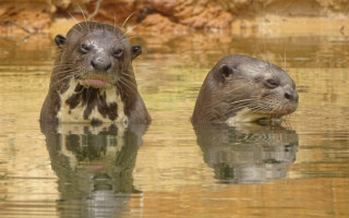  Naturatins finalizou as ações da 4ª campanha do Programa Pró-Ariranha 