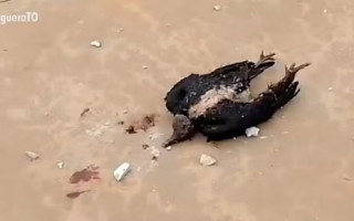 Ave foi atingida durante um temporal nesta quinta-feira (18) 