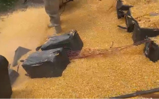 Droga estava escondida em meio a carca de milho. 