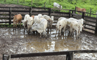 Os animais foram recuperados depois de ação rápida da PMTO. 