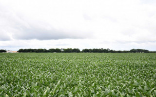 Na última safra, a Adapec registrou mais de 1,46 milhão de hectares cultivados com soja no Tocantins, distribuídos em 2,7 mil propriedades cadastradas 