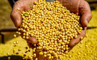  Soja permanece como o principal produto da pauta de exportações do Tocantins, representando 51% do total comercializado, com cerca de 3,9 milhões de toneladas exportadas 