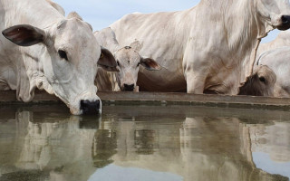 Água limpa e de fácil acesso influencia não apenas o desempenho zootécnico, mas também a saúde, a reprodução e o bem-estar dos animais.