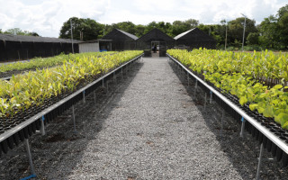 Em 2025, foram entregues 16.800 mudas para dez municípios do estado do Tocantins.