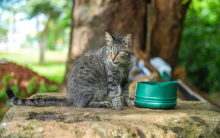 A SEDEMAT alerta que a venda e o uso do chamado chumbinho são ilegais e configuram crime no Brasil.