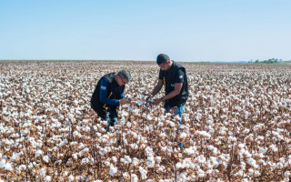 A Adapec é o órgão estadual que fiscaliza a produção, beneficiamento, armazenamento, transporte ou comercializem algodão e seus subprodutos no Tocantins.