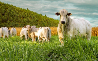 O modelo combina culturas agrícolas e criação de gado no mesmo espaço ao longo do ano, com ganhos de produtividade e sustentabilidade.