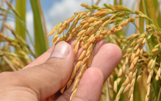Dados do IBGE confirmam o Tocantins como o maior produtor de arroz da Região Norte, com municípios ocupando as primeiras posições no ranking regional