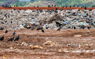 MPTO recomenda que prefeituras do sudeste do TO destinem restos de animais de forma ambientalmente correta e interrompam descarte irregular em lixões