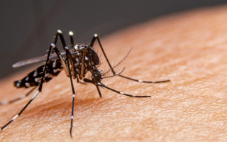 Hospital de Doenças Tropicais da UFNT (HDT-UFNT) registra aumento na demanda por atendimentos relacionados à dengue em Araguaína