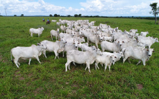  avanço da genética tem permitido maior precisão na escolha de reprodutores, aliando avaliações técnicas às condições de produção do Tocantins