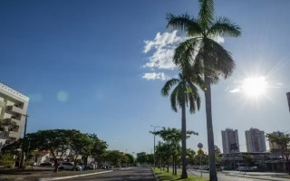 Avenida de Palmas sob o sol forte