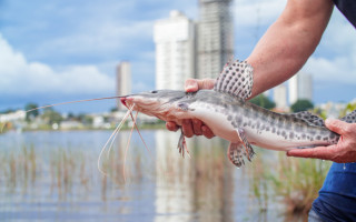 A ação, organizada pela Secretaria Municipal do Meio Ambiente, faz parte do Projeto Lago Vivo, que está recuperando a fauna de peixes e reintroduzindo espécies nativas extintas do Lago Azul