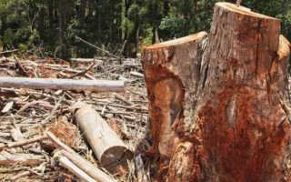 Proprietário rural no Tocantins firmou acordo com o MPTO para recuperar 8,9 hectares de vegetação nativa 
