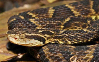 Maioria dos casos foi causada por serpentes do tipo botrópico, provenientes de cobras como jararaca, jararacuçu, urutu, cotiara, cruzeira e caiçara.