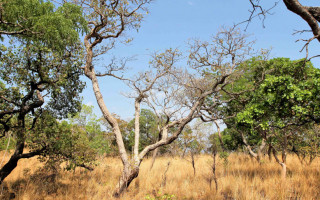 Acordo prevê restauração de 3.314,45 hectares de vegetação nativa do cerrado. 