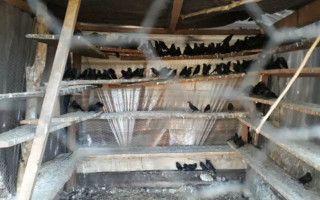 Polícia apreende mais de 250 aves silvestres em cativeiro na zona rural de Talismã