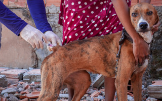 Iniciada no final de abril, a campanha neste ano tem a meta de vacinar aproximadamente 34 mil cães e gatos