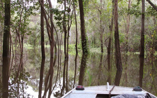 Turismo no Cantão, passeio no coração verde da floresta alagada