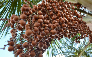 Projeto de Lei visa instituir a Política Estadual do Uso Sustentável do Capim Dourado e do Buriti no Tocantins
