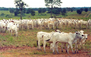 Previsão é de que cada frigorífico/matadouro tenha capacidade de abate inicial de 50 a 100 cabeça/dia