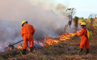 Atear fogo em vegetação, mesmo que seca e em terreno baldio, é crime ambiental