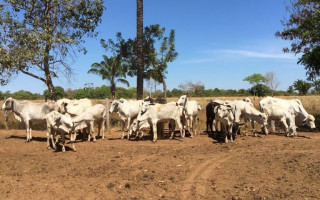 A primeira parte da carga foi localizada em um assentamento em Marianópolis