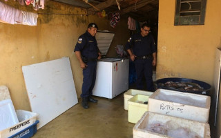 Peixes foram encontrados dentro de caixas de isopor e um freezer.