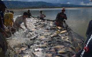 Iniciativa é da Universidade Estadual do Tocantins e conta com participação da Seagro