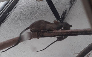 Ratos circulando pelo encanamento do hospital.