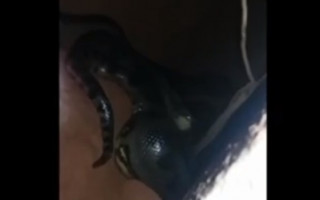 Uma das cobras foi vista pelos moradores de Axixá do Tocantins tentando matar um cavalo.