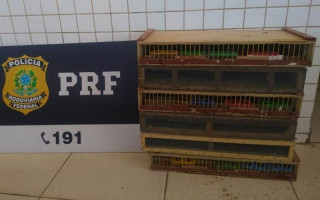 PRF e Naturatins resgatam 170 pássaros vítimas do comércio ilegal