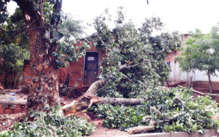 Árvore que caiu no Setor Vila Santiago e deixou moradores em alerta.