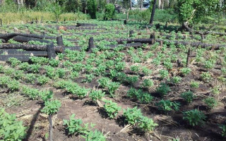 Ribeirinhos alvos da reintegração, criam animais e plantam para própria subsistência.