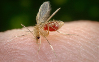 População deve evitar a proliferação do mosquito palha.