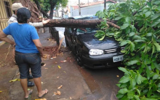 Árvore caiu sobre um carro na estacionado na rua.