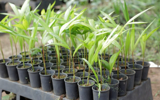 Estão disponíveis aproximadamente 25 espécies, sendo elas frutíferas, nativas e de jardim.
