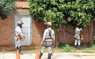 Grupo estima poda de 2 mil árvores no período de um mês.